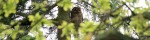 owl with oak tree